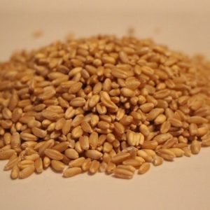 Organic Whole Wheat Grain